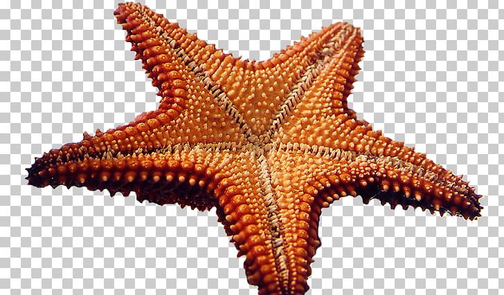 Starfish Portable Network Graphics Invertebrate Echinoderm PNG, Clipart, Animals, Echinoderm, Invertebrate, Marine Invertebrates, Organism Free PNG Download