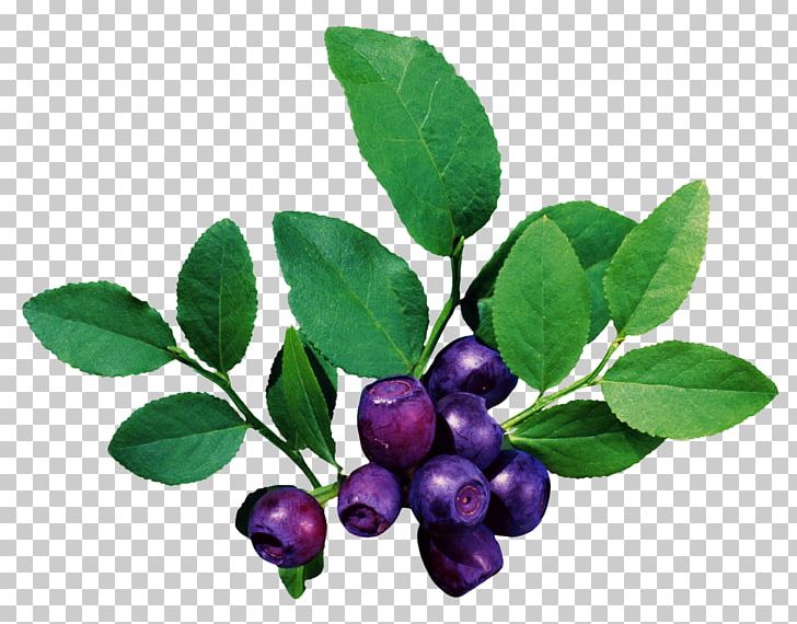 Fruit Blueberry Computer Icons PNG, Clipart, Aristotelia Chilensis, Berry, Bilberry, Blueberry, Blueberry Extract Free PNG Download