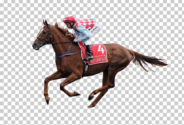 Horse Racing Melbourne Cup Sports Betting Red Cadeaux PNG, Clipart, Animals, Animal Sports, Betting Exchange, Bridle, Equestrian Free PNG Download