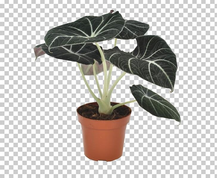 Alocasia Houseplant Leaf Flowerpot PNG, Clipart, Alocasia, Alokaziya, Chinese Evergreens, Flower, Flowerpot Free PNG Download