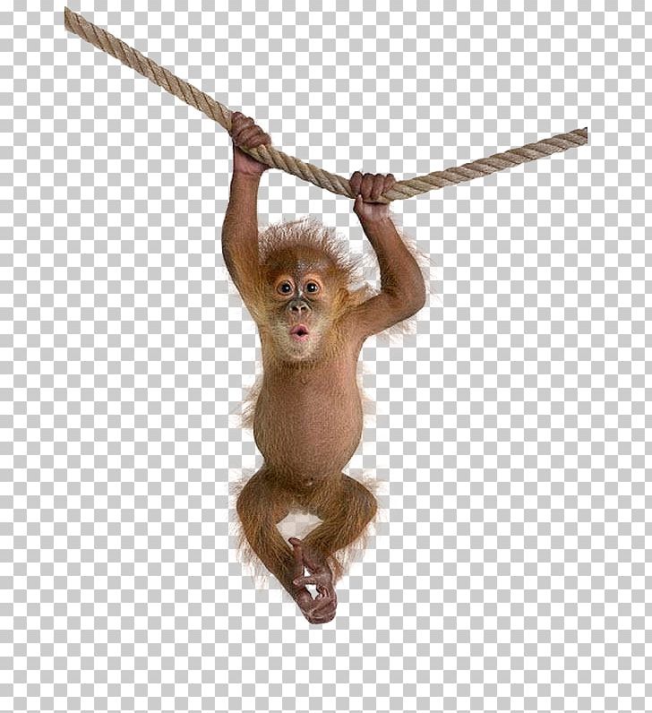 Macaque Monkey PNG, Clipart, Cercopithecidae, Clip Art, Download, Hang, Hanging Free PNG Download