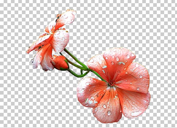 Cut Flowers Petal Flower Bouquet PNG, Clipart, Blossom, Chomikujpl, Closeup, Cut Flowers, Flower Free PNG Download