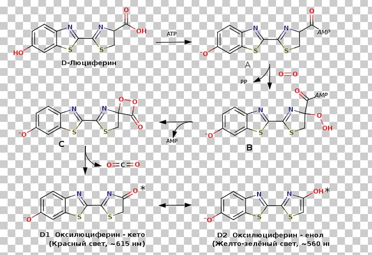 Lewis Structure Luciferin Redox Diagram Molecule PNG, Clipart, Acid, Angle, Anthracene, Area, Carbonyl Group Free PNG Download