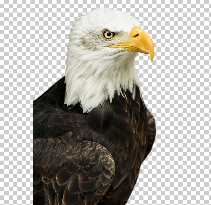 Bald Eagle Bird PNG, Clipart, Accipitriformes, Animals, Bald Eagle, Beak, Bird Free PNG Download