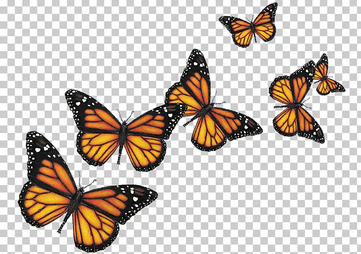 Butterfly Insect Computer Icons PNG, Clipart, Animal, Arthropod, Brush Footed Butterfly, Butterflies, Butterfly Free PNG Download