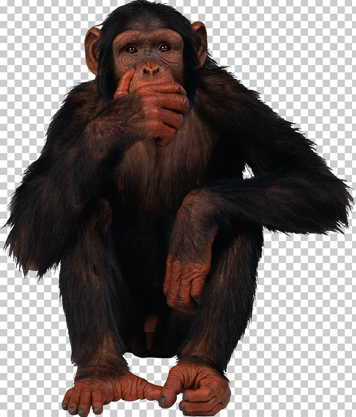 Common Chimpanzee Gorilla Horse Okapi Gray Wolf PNG, Clipart, Animals, Ape, Chimpanzee, Common Chimpanzee, Computer Icons Free PNG Download