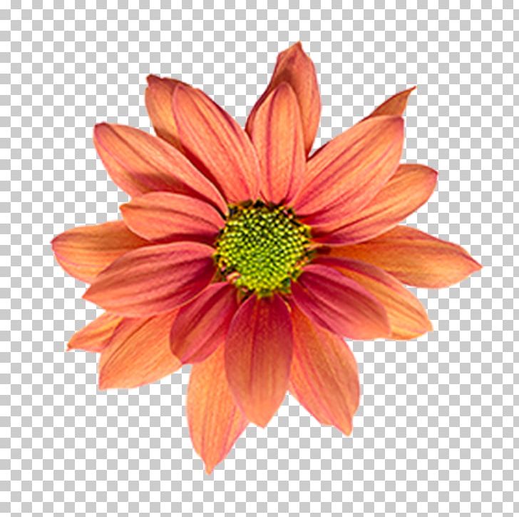 Flower Nelumbo Nucifera Lotus Cars Dahlia PNG, Clipart, Annual Plant, Chrysanths, Colourbox, Coneflower, Cut Flowers Free PNG Download