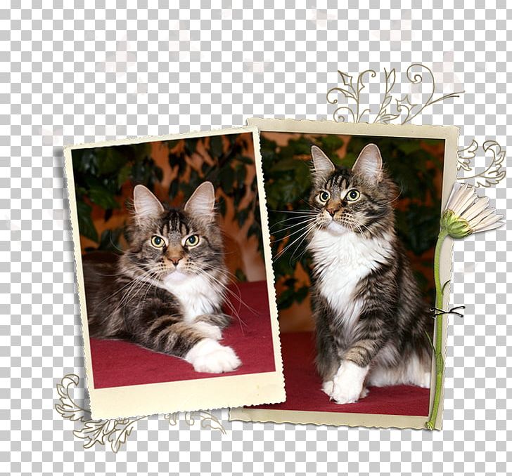 Kitten Maine Coon Norwegian Forest Cat European Shorthair Domestic