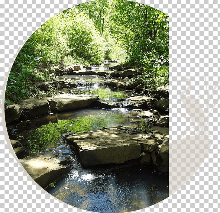 Stream Restoration Water Resources Nature Reserve Watercourse PNG, Clipart, Bioretention, Constructed Wetland, Creek, Forest, Landscape Free PNG Download