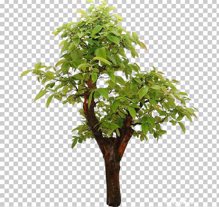 Tree Branch Bonsai Chinese Sweet Plum Japanese Maple PNG, Clipart, Arboretum, Bonsai, Branch, Chinese, Digital Image Free PNG Download