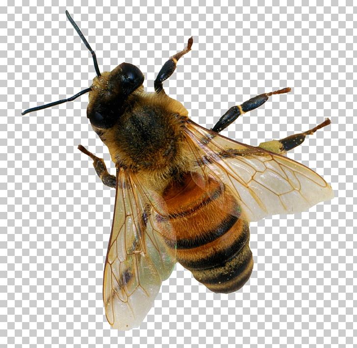 Honey Bee Insect PNG, Clipart, Apitoxin, Arthropod, Bee, Bumblebee, Download Free PNG Download