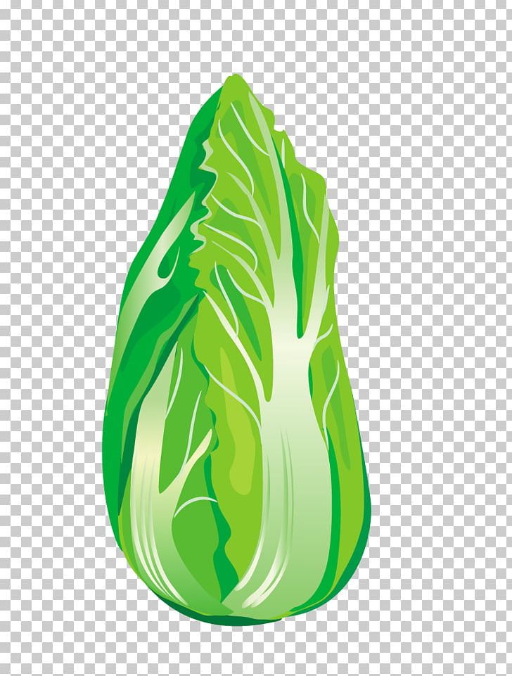 Vegetable Chinese Cabbage Napa Cabbage PNG, Clipart, Cabbage, Cabbage Vector, Encapsulated Postscript, Food, Fruit Free PNG Download