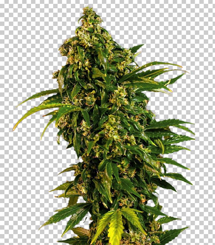 Marijuana Cannabis Sativa Skunk Seed Feminized Cannabis PNG, Clipart, Blossom, Cannabis, Cannabis Sativa, Conifer Cone, Cultivar Free PNG Download