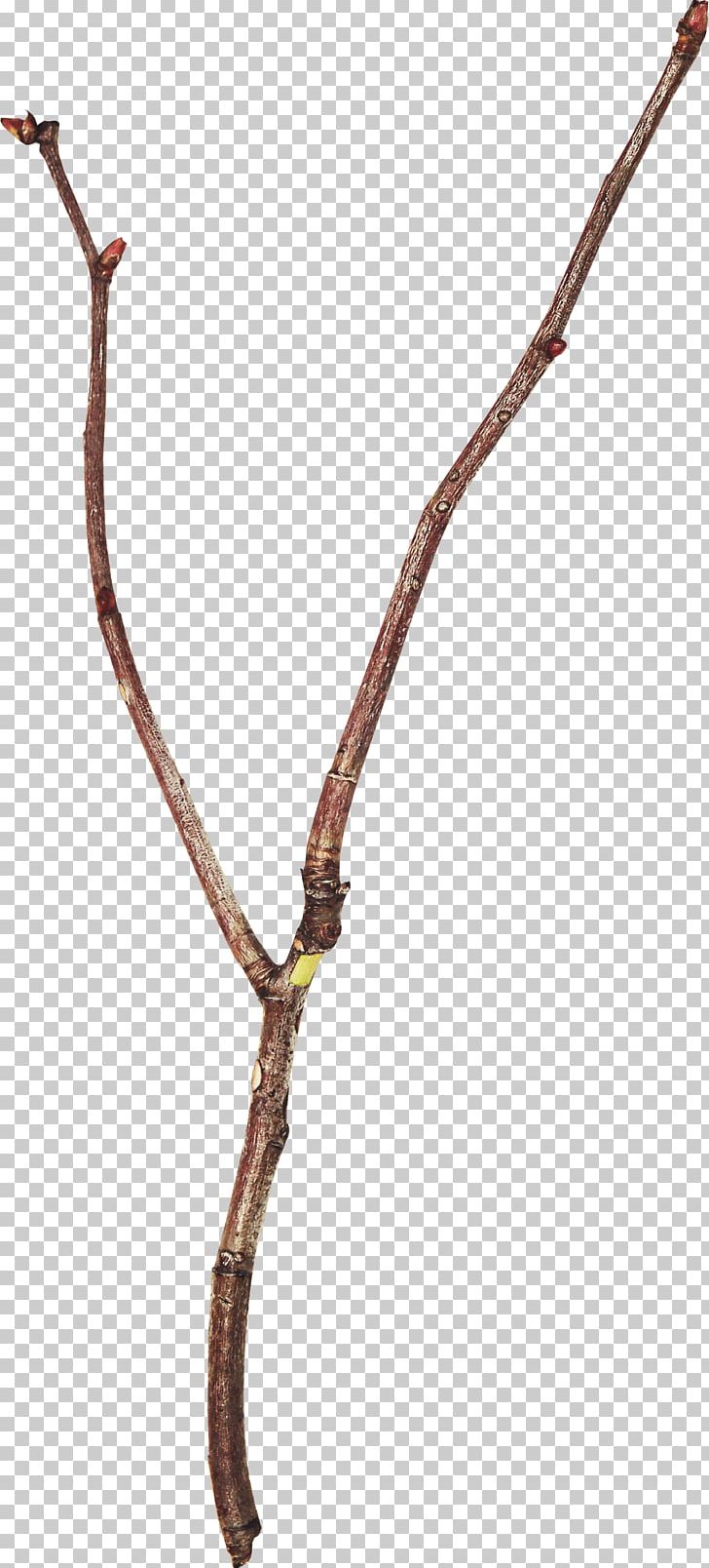 Twig Branch Leaf Tree PNG, Clipart, 123rf, Body Jewelry, Branch, Desktop Wallpaper, Digital Image Free PNG Download