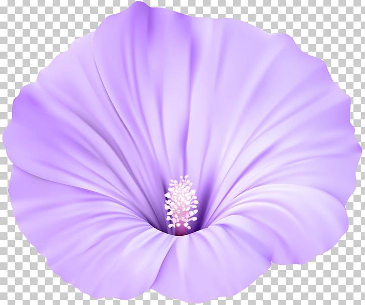 Violet Flower PNG, Clipart, Clipart, Clip Art, Closeup, Flower, Flowering Plant Free PNG Download