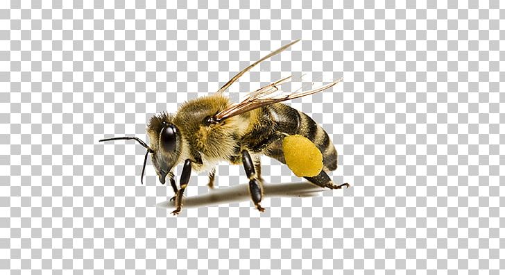 Carniolan Honey Bee Insect Beehive Pollinator PNG, Clipart, Apitoxin, Arthropod, Bee, Beehive, Beekeeping Free PNG Download