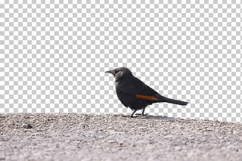 Bird PNG, Clipart, Beak, Bird, Blackbird, Crow, Perching Bird Free PNG Download