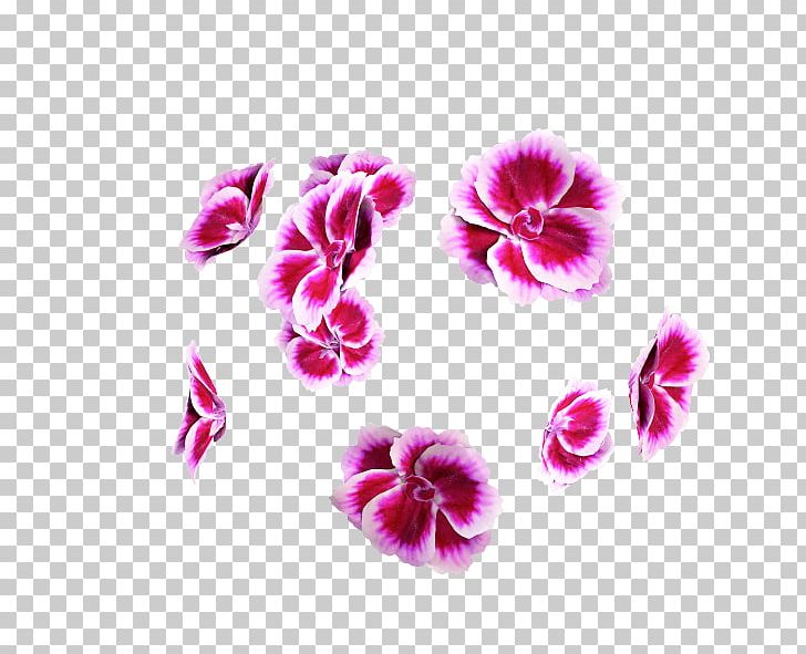 Carnation Pink M Violet RTV Pink Herbaceous Plant PNG, Clipart, Carnation, Dianthus, Family, Flower, Flowering Plant Free PNG Download
