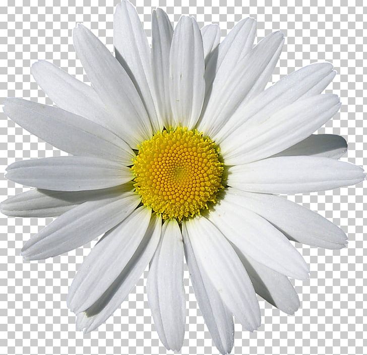 Common Daisy Daisy Family Flower Oxeye Daisy PNG, Clipart, Annual Plant, Aster, Chamaemelum Nobile, Chamomile, Chrysanths Free PNG Download