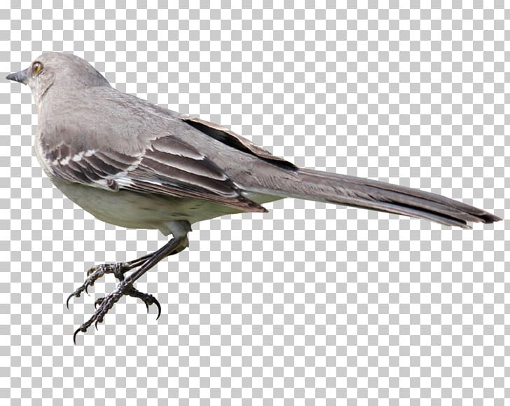 Finches Bird PNG, Clipart, American Sparrows, Animals, Bald Eagle, Beak, Bird Free PNG Download