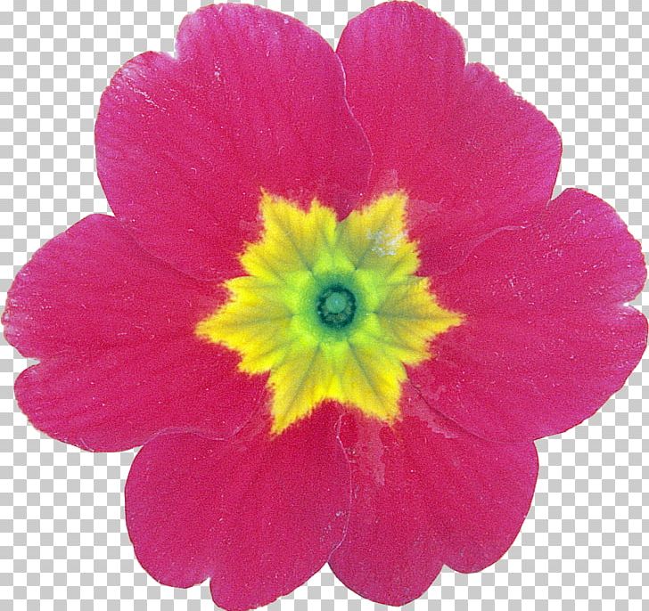 Flower Petal Primrose PNG, Clipart, Annual Plant, Flower, Flowering Plant, Flowers, Green Free PNG Download