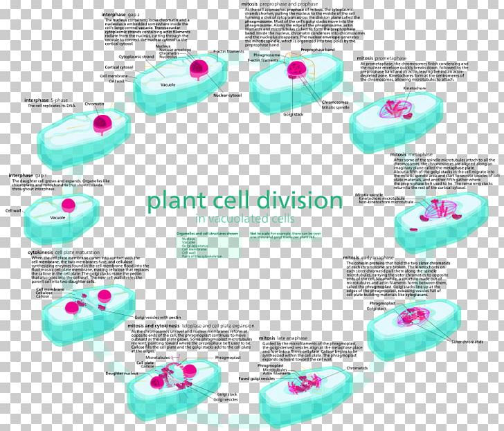 Mitosis Cell Cycle Plant Cell Interphase PNG, Clipart, Cell, Cell Cycle, Cell Cycle Checkpoint, Cell Division, Cytokinesis Free PNG Download