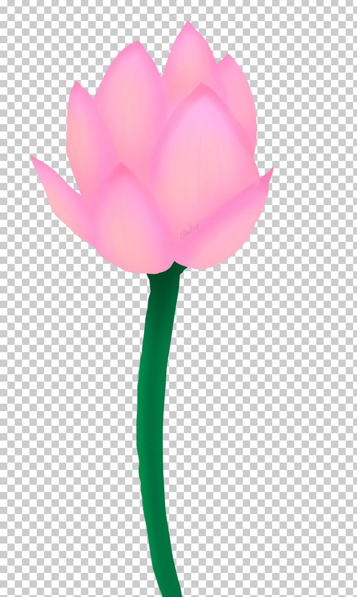 Tulip Rose Family Pink M Petal PNG, Clipart, Family, Flower, Flowering Plant, Flowers, Herbaceous Plant Free PNG Download