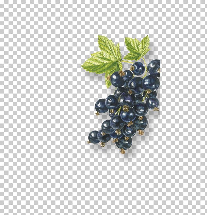 Grape Zante Currant Organic Food Bilberry Blackcurrant PNG, Clipart, Apricot, Berry, Bilberry, Blackberry, Blackcurrant Free PNG Download