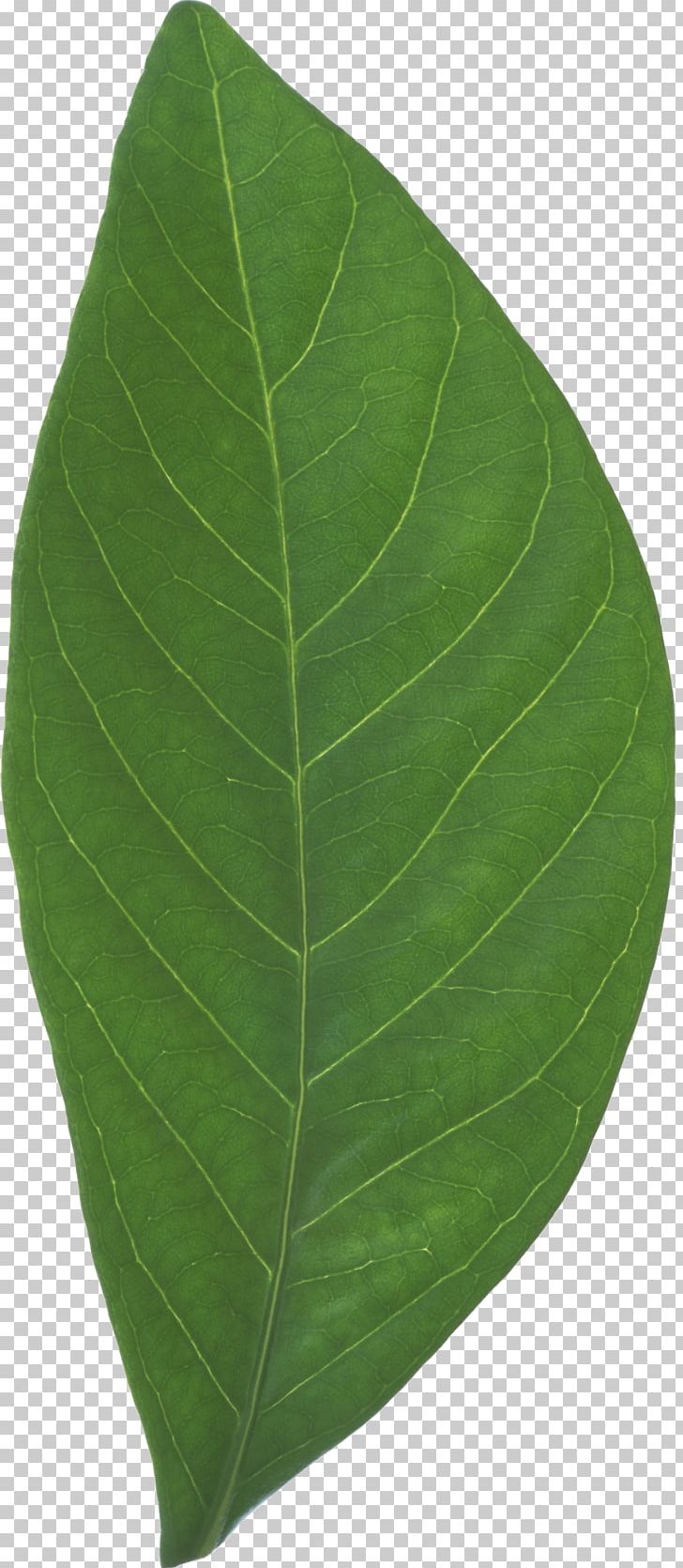 Leaf PNG, Clipart, 5 Yaprak, Gul, Leaf, Plant, Yaprak Free PNG Download