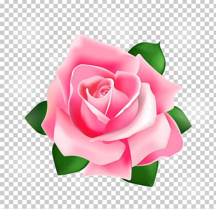 Rose Pink PNG, Clipart, Closeup, Computer Wallpaper, Cut Flowers, Download, Flat Free PNG Download