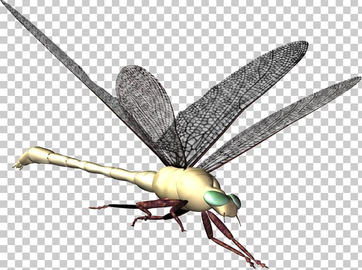 Dragonfly Insect PNG, Clipart, 3d Computer Graphics, Arthropod, Background, Bamboocopter, Computer Icons Free PNG Download