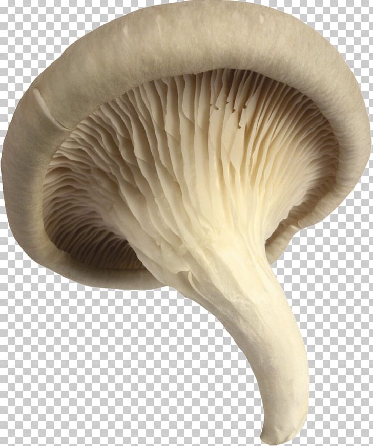 Pleurotus Eryngii Oyster Mushroom Agaricus PNG, Clipart, Agaricaceae, Agaricus, Edible Mushroom, Ingredient, Mushroom Free PNG Download