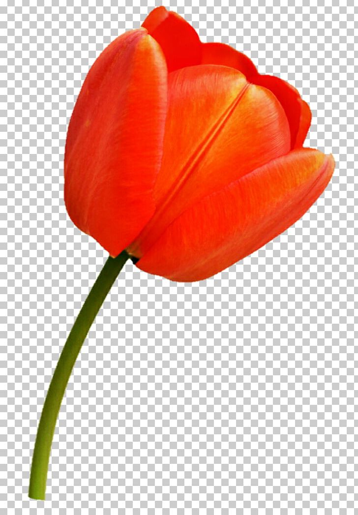 Tulip Plant Stem Flower Petal Bulb PNG, Clipart, Bulb, Closeup, Coquelicot, Deviantart, Flower Free PNG Download