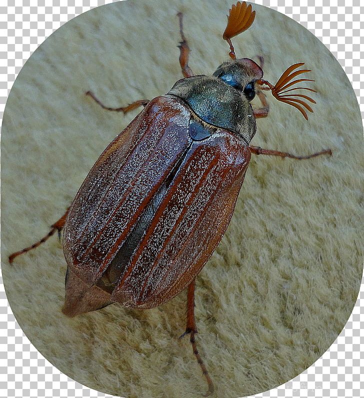Weevil Leaf Beetles Dung Beetle True Bugs PNG, Clipart, Animal, Arthropod, Beetle, Dung Beetle, Fauna Free PNG Download