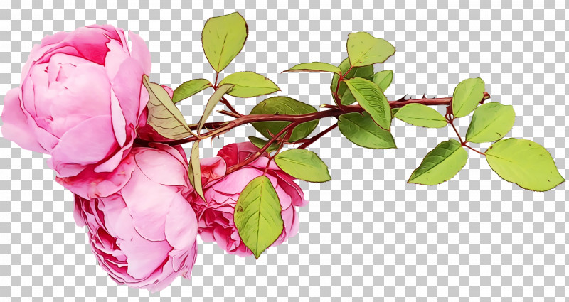 Garden Roses PNG, Clipart, Branch, Bud, Cabbage Rose, Cut Flowers, Floral Design Free PNG Download