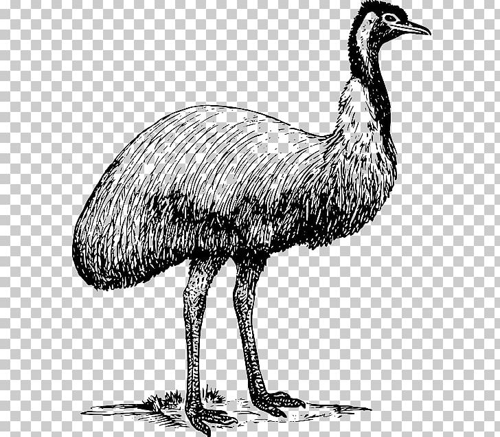 Common Ostrich Bird Emu PNG, Clipart, Animals, Beak, Bird, Black And White, Common Ostrich Free PNG Download