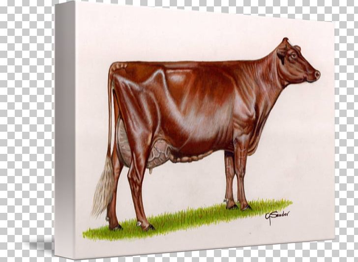 Dairy Cattle Dairy Shorthorn Pinzgauer Cattle Murray Grey Cattle PNG, Clipart, Beef Cattle, Breed, Bull, Cattle, Cattle Like Mammal Free PNG Download