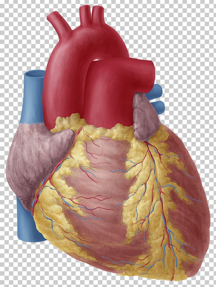 Heart Anatomy Atrium Aortic Arch Human Body PNG, Clipart, Anatomy, Aorta, Aortic Arch, Artery, Atrium Free PNG Download