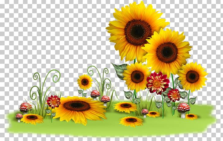 Message Morning Day PNG, Clipart, Annual Plant, Blog, Cut Flowers, Daisy Family, Day Free PNG Download