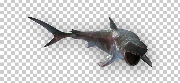 Shark PNG, Clipart, Cartilaginous Fish, Fauna, Fish, Megalodon, Shark Free PNG Download