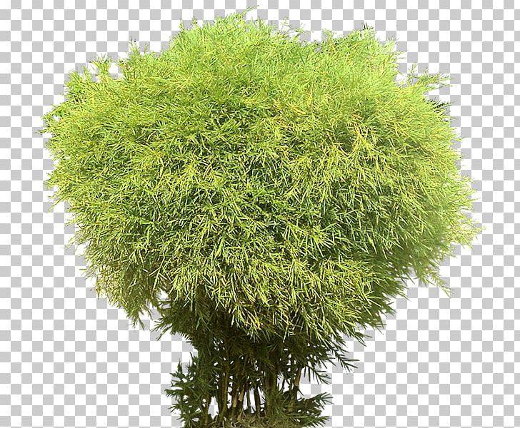 Tree Rendering Plant PNG, Clipart, Architectural Rendering, Artlantis, Bamboo, Earleaf Acacia, Evergreen Free PNG Download