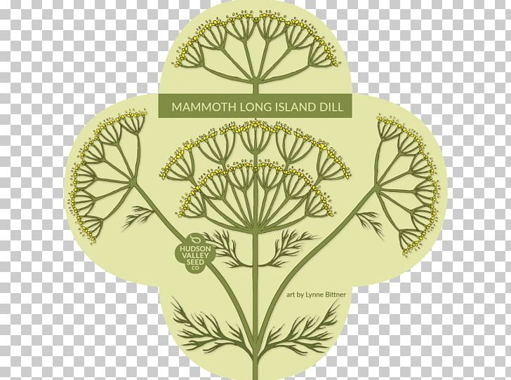 Flower Dill Seed Drawing Botany PNG, Clipart, Art, Botanical Illustration, Botany, Dill, Drawing Free PNG Download