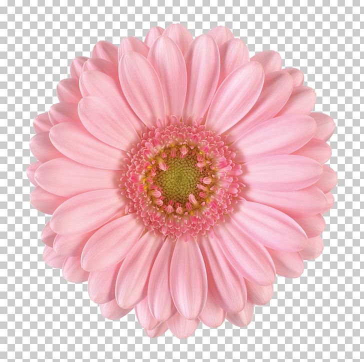 Transvaal Daisy Cut Flowers Pink Photography PNG, Clipart, Assortment Strategies, Asterales, Chrysanths, Color, Common Sunflower Free PNG Download