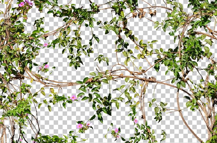 Vine Flower Tree Wall PNG, Clipart, Blossom, Branch, Deviantart, Devils Ivy, Flora Free PNG Download
