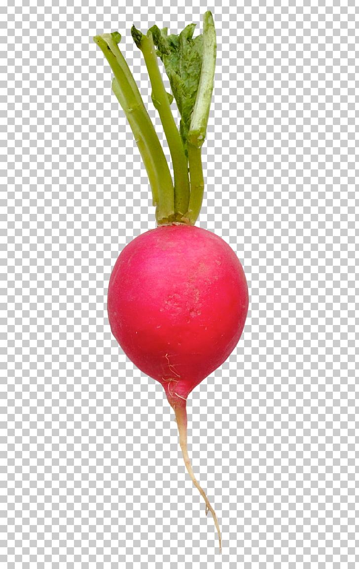 Vegetable Food Daikon Beetroot PNG, Clipart, Beet, Beetroot, Daikon, Eggplant, Food Free PNG Download