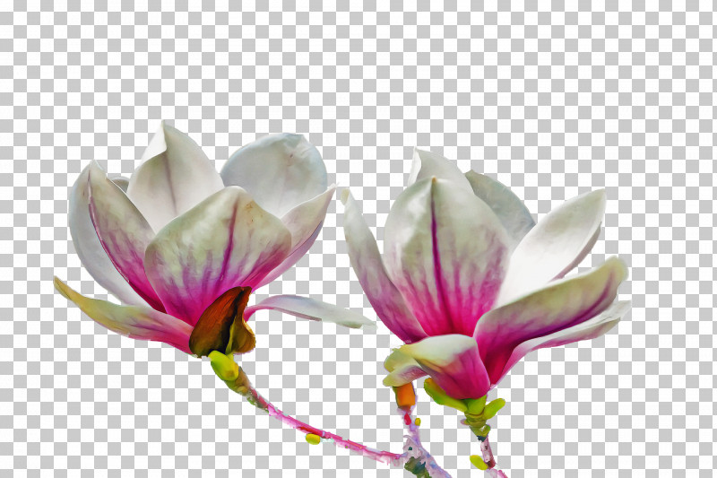 Spring Flower Spring Floral Flowers PNG, Clipart, Bud, Chinese Magnolia, Crocus, Flower, Flowers Free PNG Download