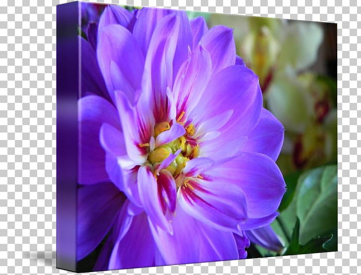Crocus Violet Annual Plant Herbaceous Plant Family PNG, Clipart, Annual Plant, Aster, Crocus, Family, Flower Free PNG Download
