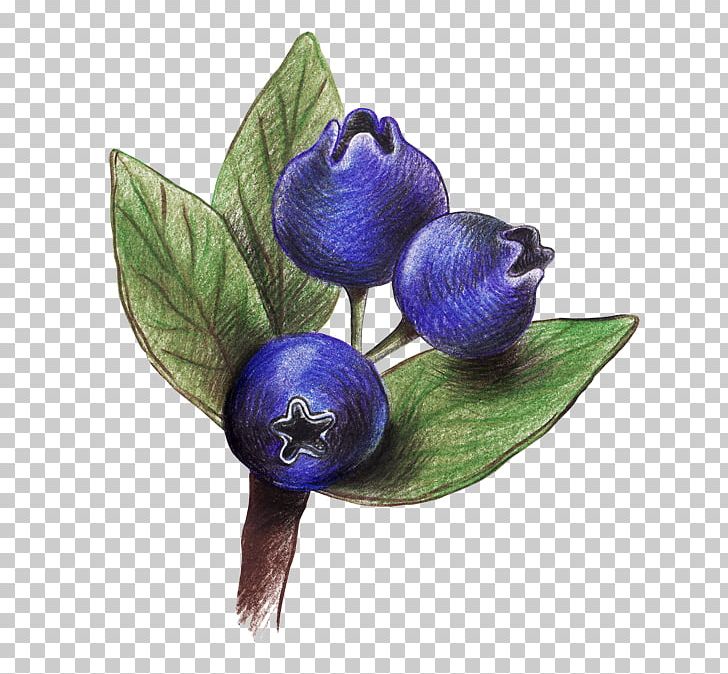 Drawing Blueberry Colored Pencil PNG, Clipart, Art, Berry, Blueberries, Blueberry, Color Free PNG Download