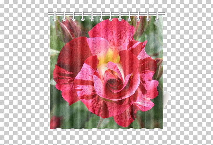 Garden Roses Flower Garden Black Rose Pink PNG, Clipart, Beach Rose, Black Rose, Blue Rose, China Rose, Curtain Pink Free PNG Download