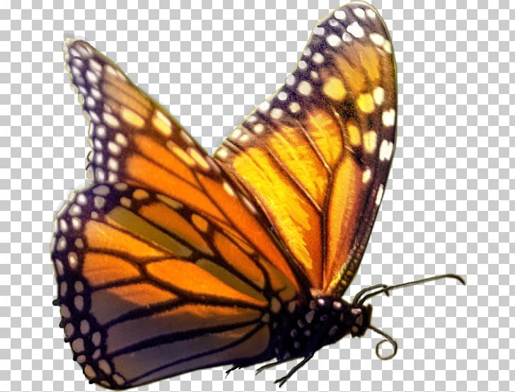 Monarch Butterfly Insect PNG, Clipart, Arthropod, Brush Footed Butterfly, Butterfly, Cartoon Character, Cartoon Cloud Free PNG Download